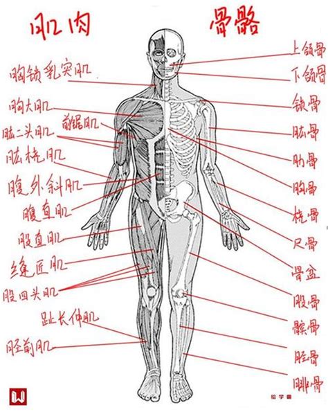 人身體部位|人体部位图片与名称